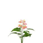 Flamingóvirág selyemvirág 50cm - Rózsaszín