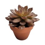 Crassula műanyag 14cm - Bordó (agyag cserépben)