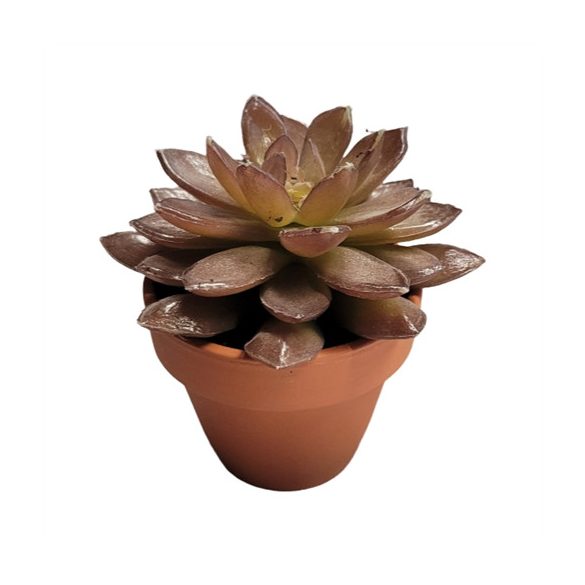 Crassula műanyag 14cm - Bordó (agyag cserépben)