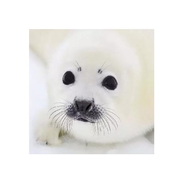 Ambiente szalvéta 33x33cm 20db/csom. Baby Seal