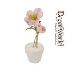 Rózsa havas cserépben kicsi - Rózsaszín