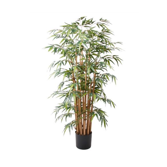 Bamboo deluxe x15 145cm/1040levél (műanyag cserépben)