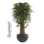 Ficus benjamina "Liana" deluxe 175cm/ 1584 levél