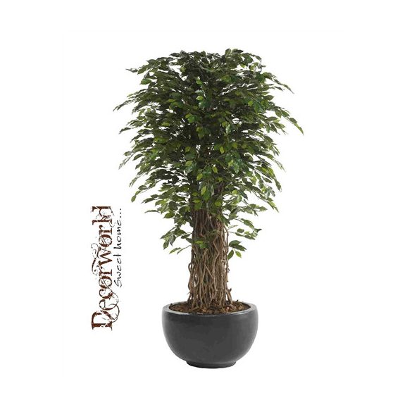 Ficus benjamina "Liana" deluxe 175cm/ 1584 levél