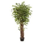 Ficus benjamina liana deluxe 205 cm/ 2860 levél