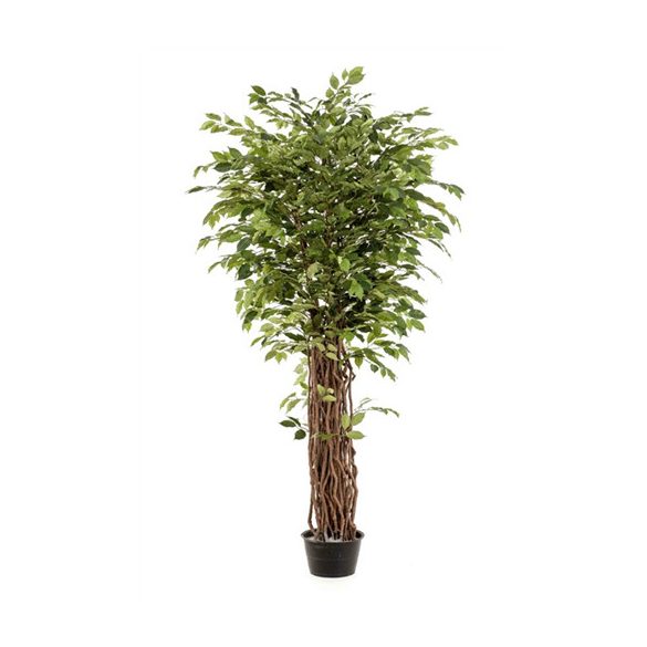Ficus benjamina liana deluxe 205 cm/ 2860 levél