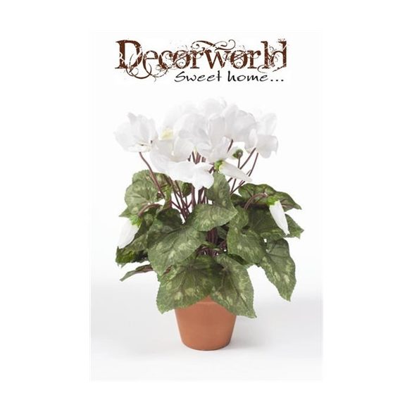 Cyclamen Bush Large Beauty Fehér 11 cm