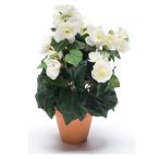 Begonia bush 30cm - Krém (9cm agyag cserépben)
