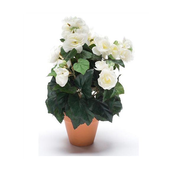Begonia bush 30cm - Krém (9cm agyag cserépben)