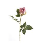 Rose abbeyfield bud 65cm rózsaszín