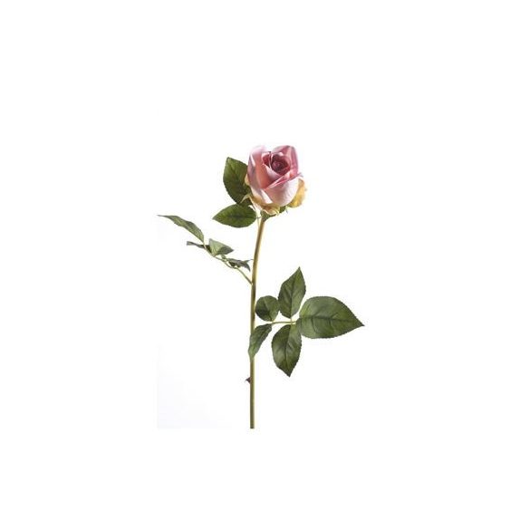 Rose abbeyfield bud 65cm rózsaszín