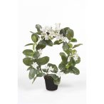 Stephanotis ring 40cm fehér műanyag cserép 10cm