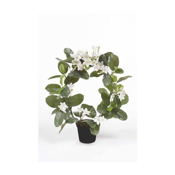 Stephanotis ring 40cm fehér műanyag cserép 10cm