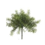 Asparagus bokor 10cm - Zöld