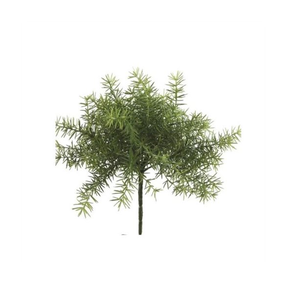 Asparagus bokor 10cm - Zöld