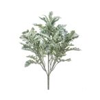 Cineraria bokor x5 42cm