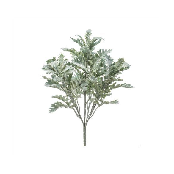 Cineraria bokor x5 42cm