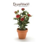 Rózsabokor Cabbage 25cm sötét piros agyag cserépben