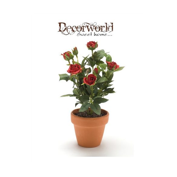 Rózsabokor Cabbage 25cm sötét piros agyag cserépben