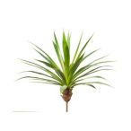 Agávé 60cm / 35 leveles - szürke / zöld