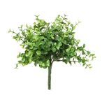 Eucalyptus bokor 20cm - Zöld