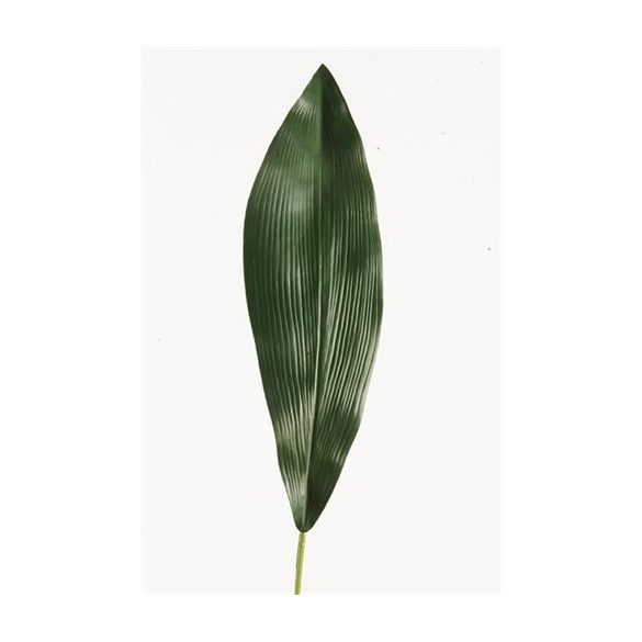 Aspidistra Leaf 75cm