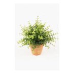 Eucalyptus bokor 20cm zöld, cserépben 9cm