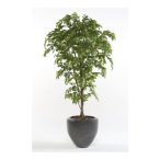   Ficus deluxe vine tree 200cm/2430 levél16,5cm (műanyag cserépben)