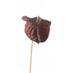 Anthurium 70cm - Choco