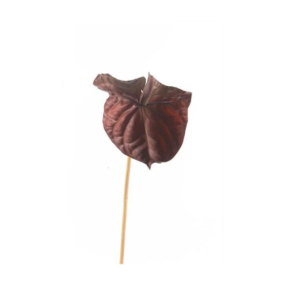 Anthurium 70cm - Choco