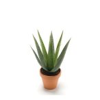 Aloe vera 23cm (cserépben 11cm)
