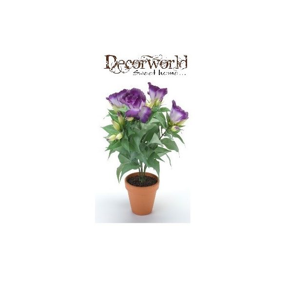 Lizianthusz bokor 35cm lila agyag kaspóban