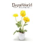 Boglárka bokor sárga 30cm (10,5cm fehér kaspóban)