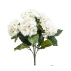 Hortenzia bokor x5 40cm - Krém