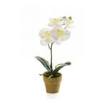 Phalaenopsis mini 25cm - Krém (papír cserépben 6cm)