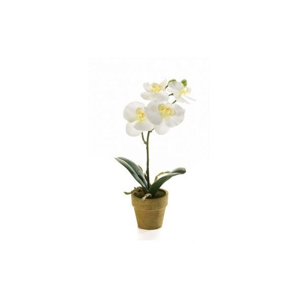 Phalaenopsis mini 25cm - Krém (papír cserépben 6cm)