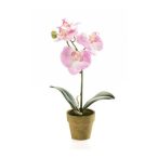 Phalaenopsis mini 25cm - Rózsaszín (papír cserépben 6cm)