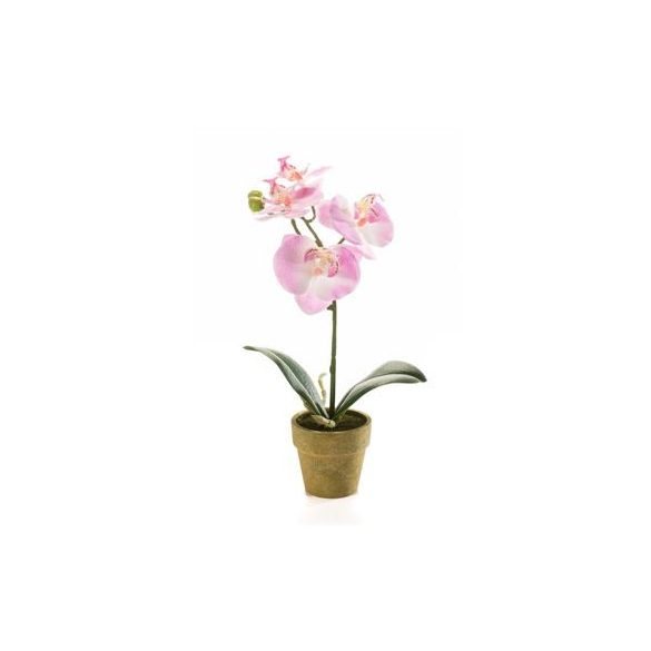 Phalaenopsis mini 25cm - Rózsaszín (papír cserépben 6cm)