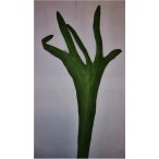 Agancs korall 70cm - Zöld