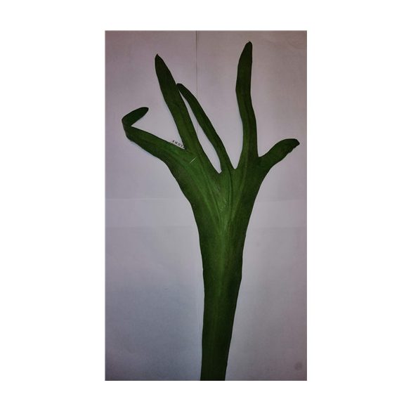 Agancs korall 70cm - Zöld