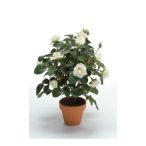 Rózsabokor X4 30cm krém, műanyag cserépben 9cm