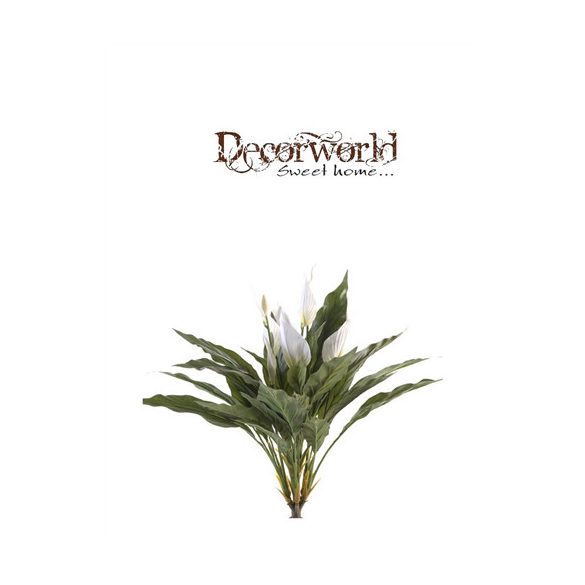 Vitorlavirág bokor 42 cm - Fehér