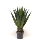 Sisal palánta 100cm műanyag cserépben 20cm