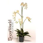 Phalaenopsis Mini Krém 75cm