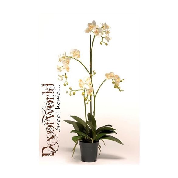 Phalaenopsis Mini Krém 75cm