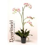 Phalaenopsis Mini Rózsaszín 75cm