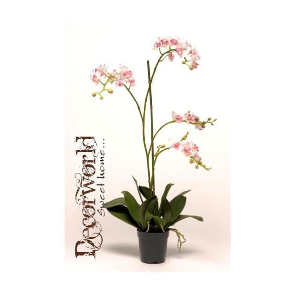 Phalaenopsis Mini Rózsaszín 75cm