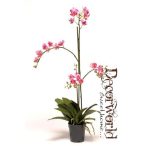 Phalaenopsis Mini Fukszia 75cm