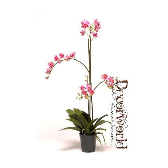 Phalaenopsis Mini Fukszia 75cm