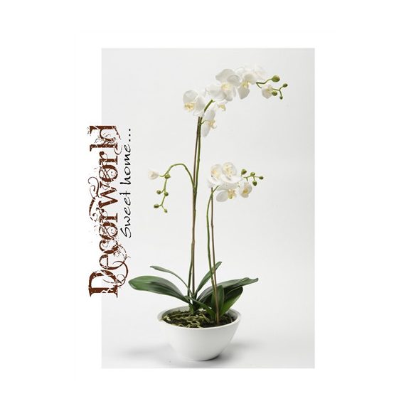 Phalaenopsis Orchidea x2 fehér 70cm fehér tálban